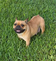 Alice, a female French Bulldog for sale in West Palm Beach, FL – 4 of 8
