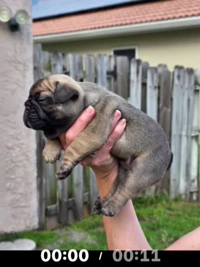 Marble, a female French Bulldog for sale in West Palm Beach, FL – 5 of 5