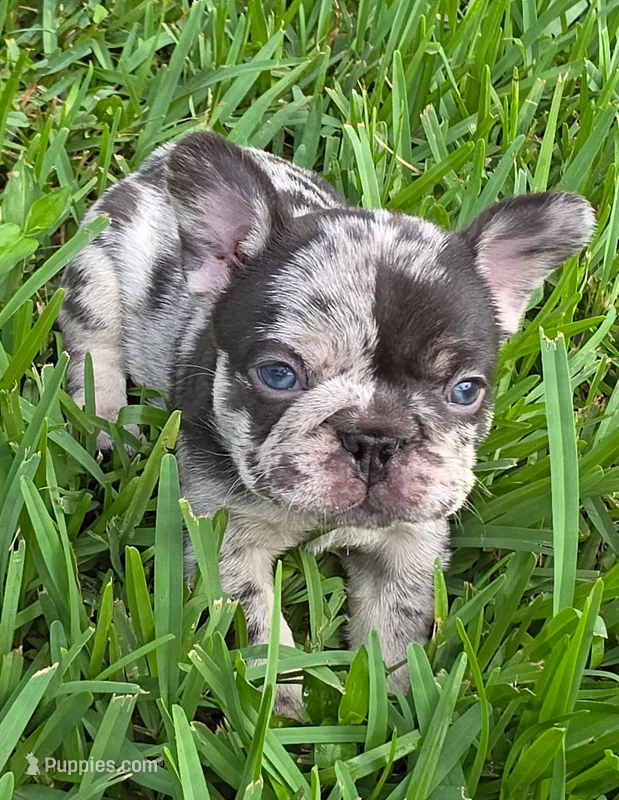 Alpha – French Bulldog puppy for sale in West Palm Beach, FL