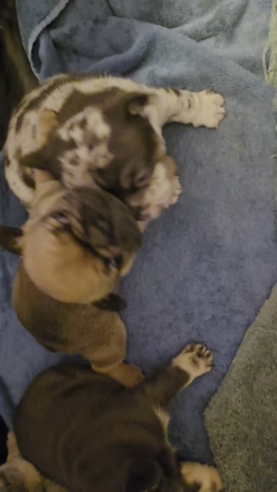 Alice, a female French Bulldog for sale in West Palm Beach, FL – 6 of 8
