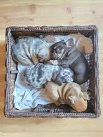Alice, a female French Bulldog for sale in West Palm Beach, FL – 3 of 8