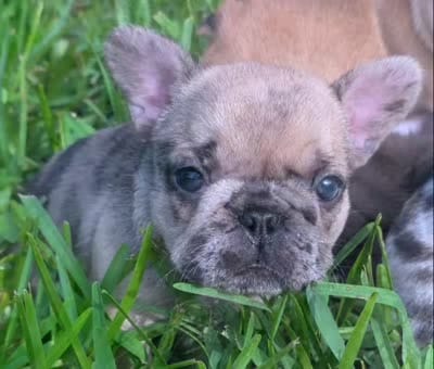 Alice, a female French Bulldog for sale in West Palm Beach, FL – 8 of 8