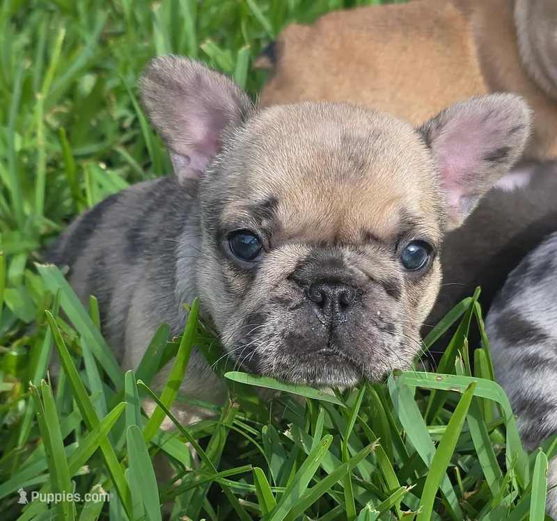 June Bug – French Bulldog puppy for sale in West Palm Beach, FL