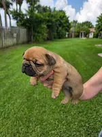 Alice, a female French Bulldog for sale in West Palm Beach, FL – 2 of 8