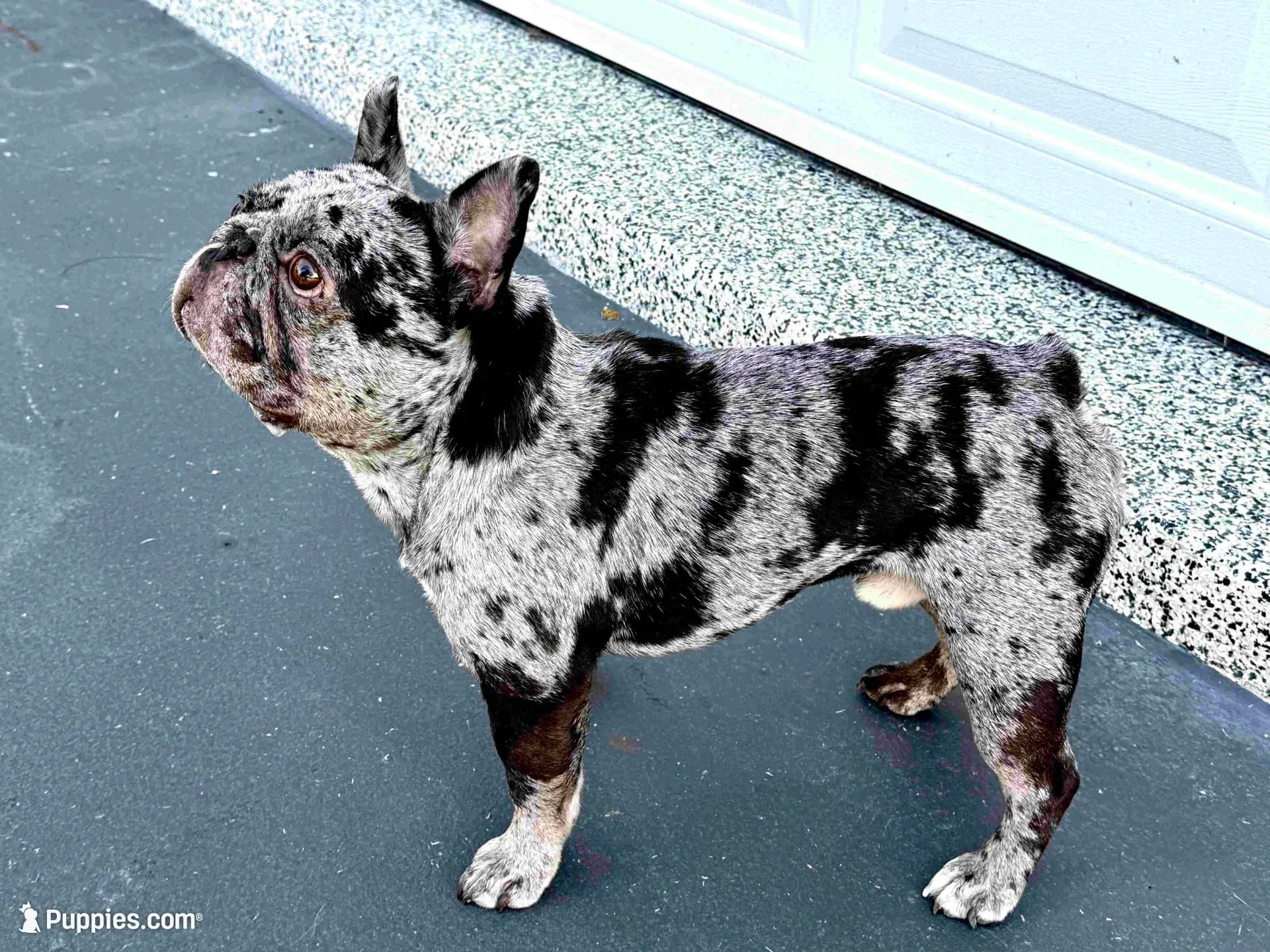 June Bug, a female French Bulldog for sale in West Palm Beach, FL – 3 of 7