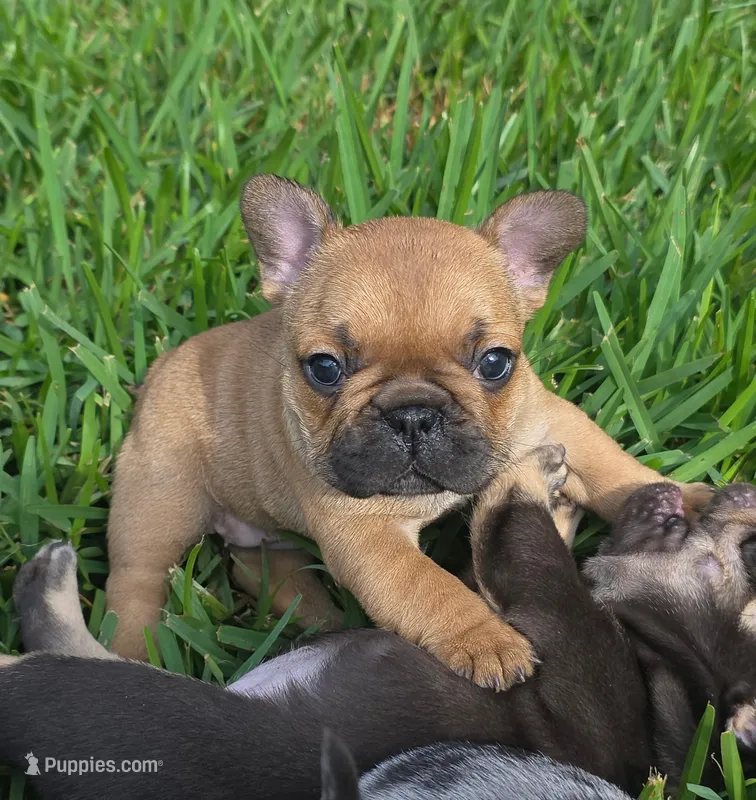 Alice – French Bulldog puppy for sale in West Palm Beach, FL