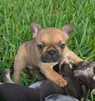 Alice, a female French Bulldog for sale in West Palm Beach, FL – 1 of 8