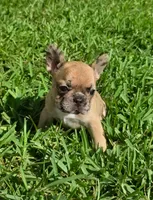 Marilyn, a female French Bulldog for sale in West Palm Beach, FL – 1 of 7