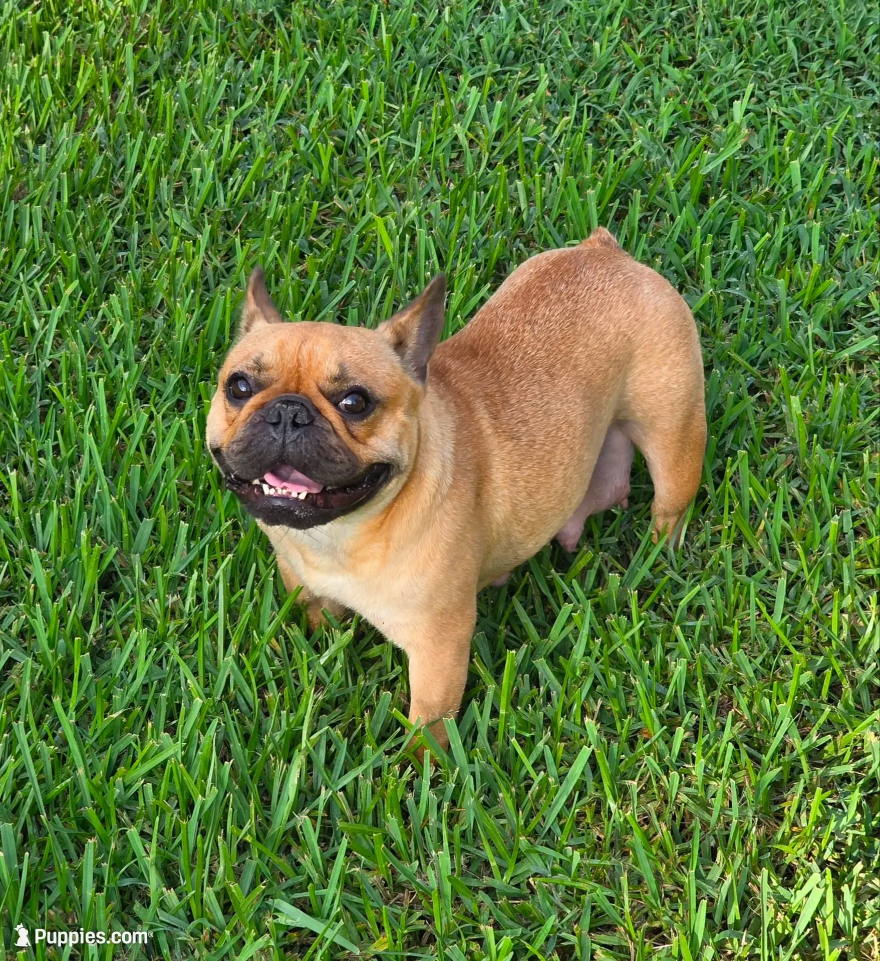 June Bug, a female French Bulldog for sale in West Palm Beach, FL – 4 of 7