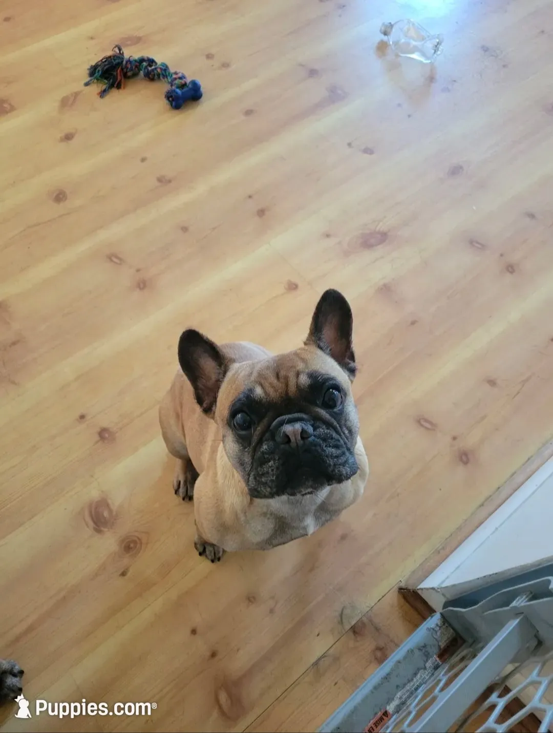 Mishka, a female French Bulldog for sale in West Palm Beach, FL – 3 of 4