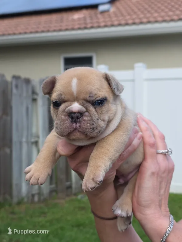 Cash (ew) – French Bulldog puppy for sale in West Palm Beach, FL