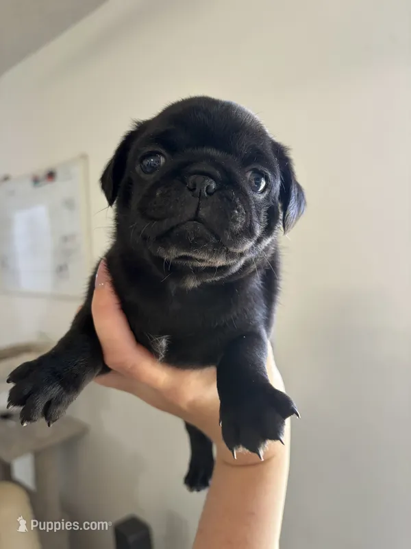 Puppy Girl – Pug puppy for sale in Palm Bay, FL