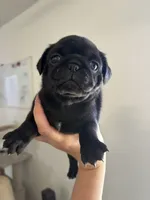 Puppy Girl, a female Pug for sale in Palm Bay, FL – 1 of 4