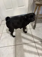 Puppy Girl, a female Pug for sale in Palm Bay, FL – 2 of 4