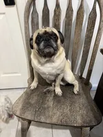 Puppy Girl, a female Pug for sale in Palm Bay, FL – 3 of 4