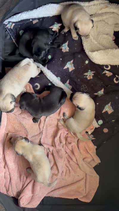 Puppy Girl, a female Pug for sale in Palm Bay, FL – 4 of 4