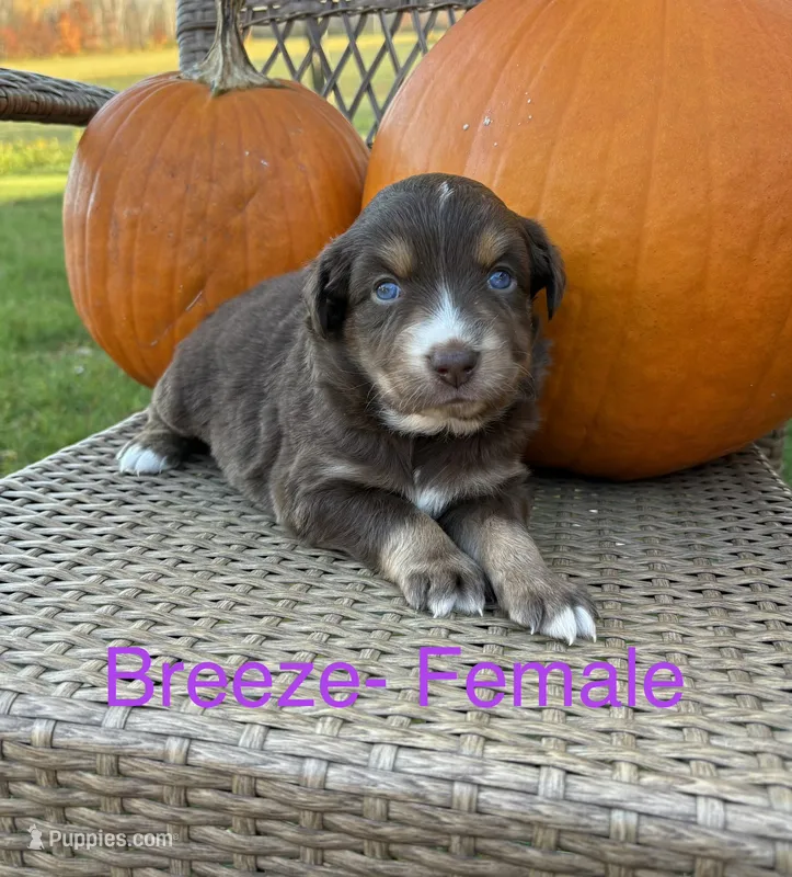 Breeze – Miniature Australian Shepherd puppy for sale in Aitkin, MN