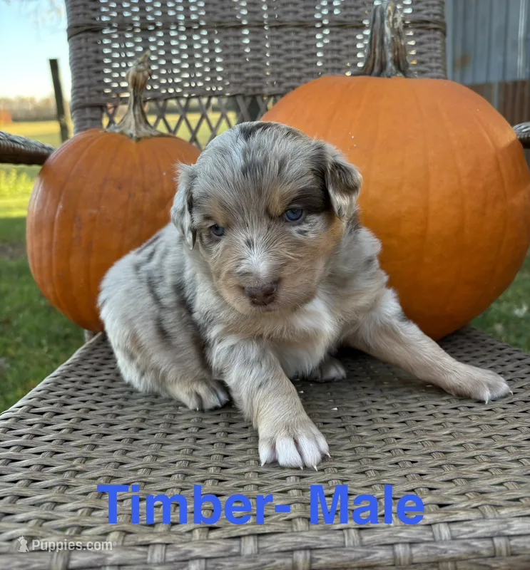 Timber – Miniature Australian Shepherd puppy for sale in Aitkin, MN