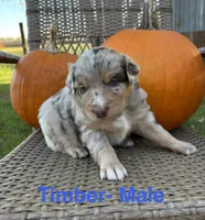 Timber, a male Miniature Australian Shepherd for sale in Aitkin, MN – 1 of 8