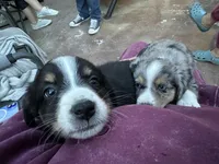 Belle, a female Miniature American Shepherd for sale in Aitkin, MN – 4 of 6