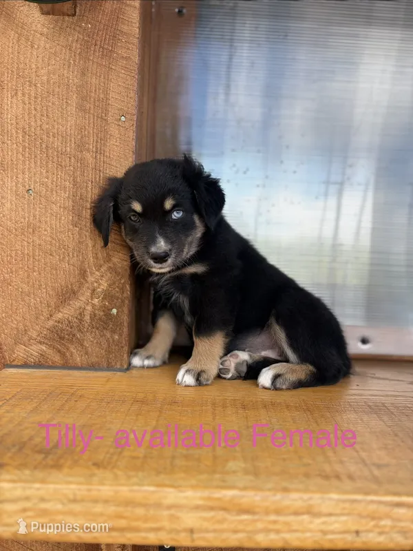 Tilly – Miniature Australian Shepherd puppy for sale in Aitkin, MN