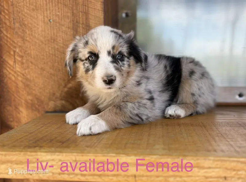 Liv – Miniature Australian Shepherd puppy for sale in Aitkin, MN