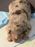 Timber, a male Miniature Australian Shepherd for sale in Aitkin, MN – 6 of 8