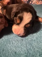 Misty, a female Miniature Australian Shepherd for sale in Aitkin, MN – 3 of 4