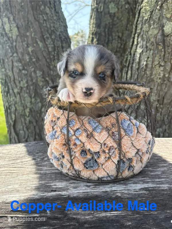 Copper – Miniature Australian Shepherd puppy for sale in Aitkin, MN