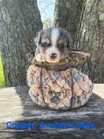 Copper, a male Miniature Australian Shepherd for sale in Aitkin, MN – 1 of 1