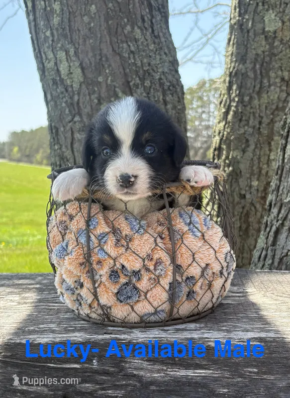 Lucky – Miniature Australian Shepherd puppy for sale in Aitkin, MN