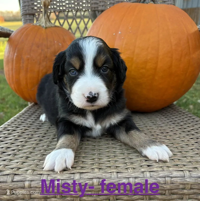 Misty – Miniature Australian Shepherd puppy for sale in Aitkin, MN