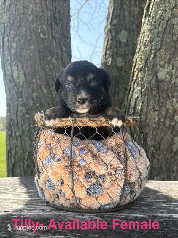 Tilly – Miniature Australian Shepherd puppy for sale in Aitkin, MN