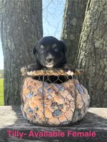 Tilly, a female Miniature Australian Shepherd for sale in Aitkin, MN – 1 of 1