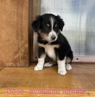 Belle, a female Miniature American Shepherd for sale in Aitkin, MN – 1 of 6