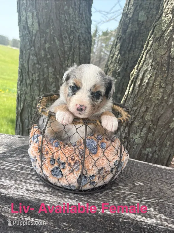Liv – Miniature Australian Shepherd puppy for sale in Aitkin, MN