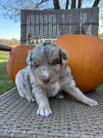 Timber, a male Miniature Australian Shepherd for sale in Aitkin, MN – 2 of 8