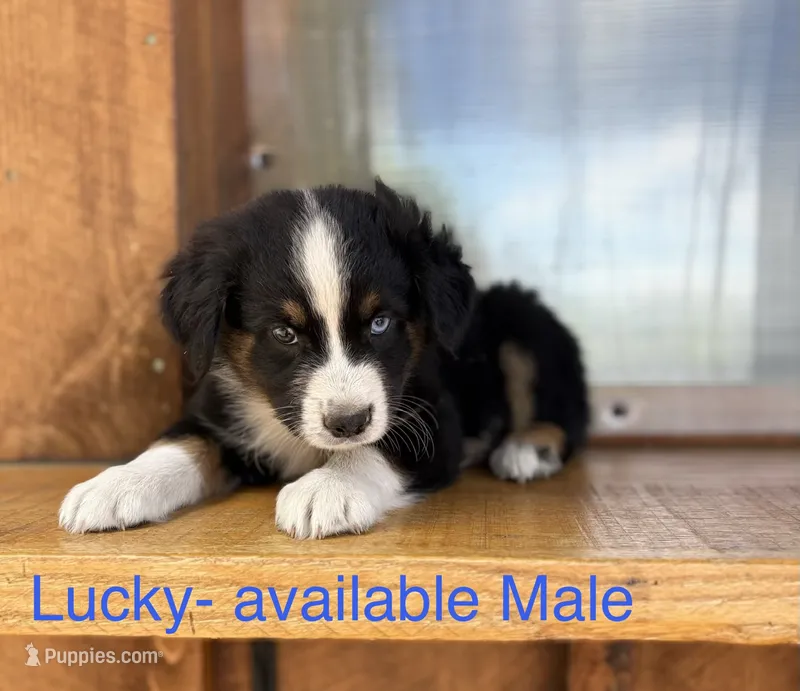 Lucky – Miniature Australian Shepherd puppy for sale in Aitkin, MN