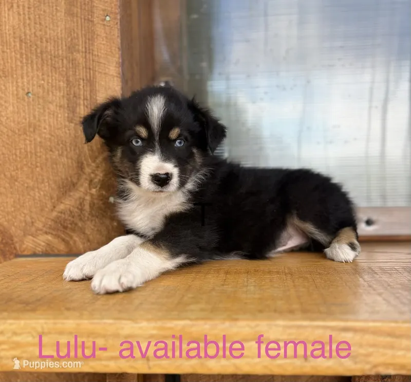 Lulu – Miniature Australian Shepherd puppy for sale in Aitkin, MN
