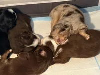 Timber, a male Miniature Australian Shepherd for sale in Aitkin, MN – 3 of 8