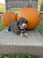 Breeze, a female Miniature Australian Shepherd for sale in Aitkin, MN – 3 of 6