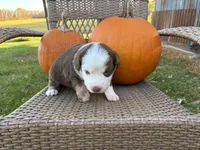 Oak, a male Miniature Australian Shepherd for sale in Aitkin, MN – 7 of 8