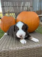 Flint, a male Miniature Australian Shepherd for sale in Aitkin, MN – 4 of 5
