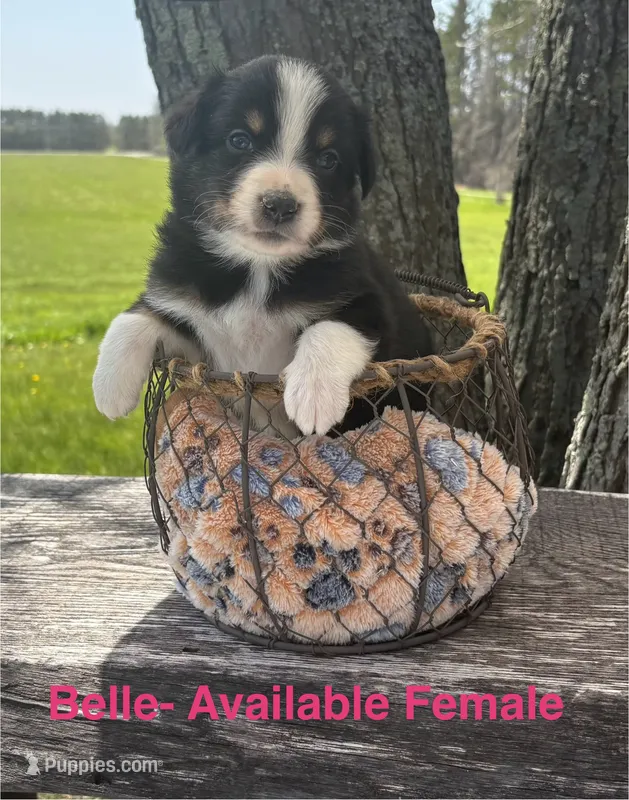 Belle – Miniature Australian Shepherd puppy for sale in Aitkin, MN