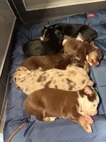 Flint, a male Miniature Australian Shepherd for sale in Aitkin, MN – 5 of 5