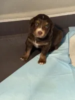 Breeze, a female Miniature Australian Shepherd for sale in Aitkin, MN – 5 of 6