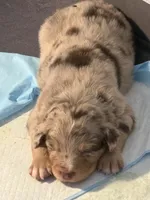Timber, a male Miniature Australian Shepherd for sale in Aitkin, MN – 8 of 8