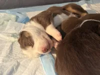Oak, a male Miniature Australian Shepherd for sale in Aitkin, MN – 4 of 8