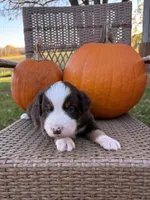 Flint, a male Miniature Australian Shepherd for sale in Aitkin, MN – 2 of 5