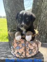 Buck, a male Miniature Australian Shepherd for sale in Aitkin, MN – 1 of 1